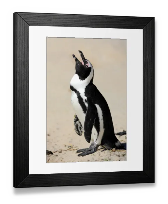 Framed Print : Jackass Penguin, Black-footed Penguin or African Penguin -Spheniscus demersus-, adult, on the beach, Boulder, Simons Town, Western Cape, South Africa Framed Print : Jackass Penguin, Black-footed Penguin or African Penguin -Spheniscus demersus-, adult, on the beach, Boulder, Simons Town, Western Cape, South Africa