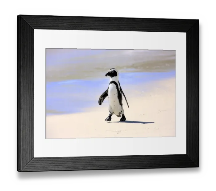 Framed Print : Jackass Penguin, Black-footed Penguin or African Penguin -Spheniscus demersus-, adult, on the beach, Boulder, Simons Town, Western Cape, South Africa Framed Print : Jackass Penguin, Black-footed Penguin or African Penguin -Spheniscus demersus-, adult, on the beach, Boulder, Simons Town, Western Cape, South Africa