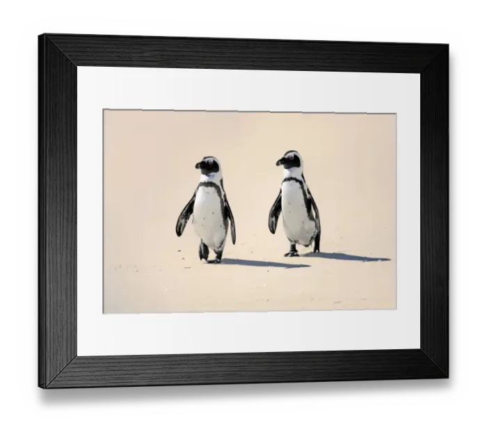 Framed Print : Jackass Penguin, Black-footed Penguin or African Penguin -Spheniscus demersus-, pair on the beach, Boulder, Simons Town, Western Cape, South Africa Framed Print : Jackass Penguin, Black-footed Penguin or African Penguin -Spheniscus demersus-, pair on the beach, Boulder, Simons Town, Western Cape, South Africa