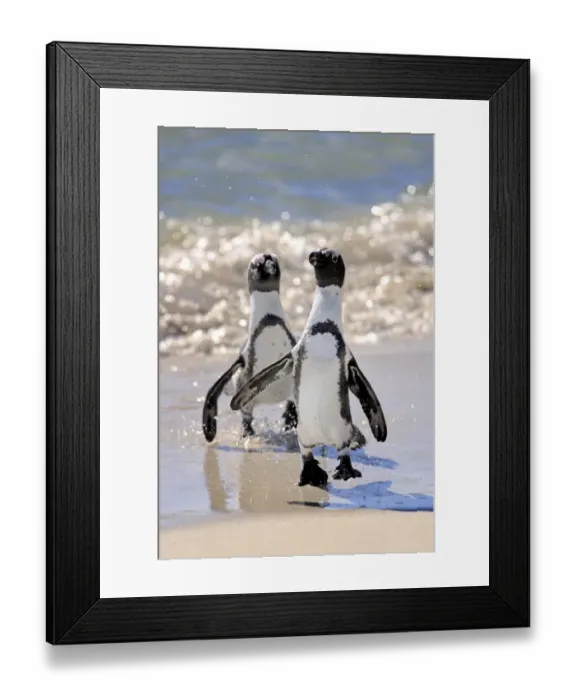 Framed Print : Jackass Penguin, Black-footed Penguin or African Penguin -Spheniscus demersus-, pair on the beach, Boulder, Simons Town, Western Cape, South Africa Framed Print : Jackass Penguin, Black-footed Penguin or African Penguin -Spheniscus demersus-, pair on the beach, Boulder, Simons Town, Western Cape, South Africa