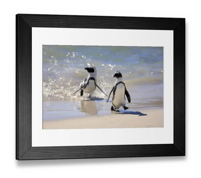 Framed Print : Jackass Penguin, Black-footed Penguin or African Penguin -Spheniscus demersus-, pair on the beach, Boulder, Simons Town, Western Cape, South Africa Framed Print : Jackass Penguin, Black-footed Penguin or African Penguin -Spheniscus demersus-, pair on the beach, Boulder, Simons Town, Western Cape, South Africa
