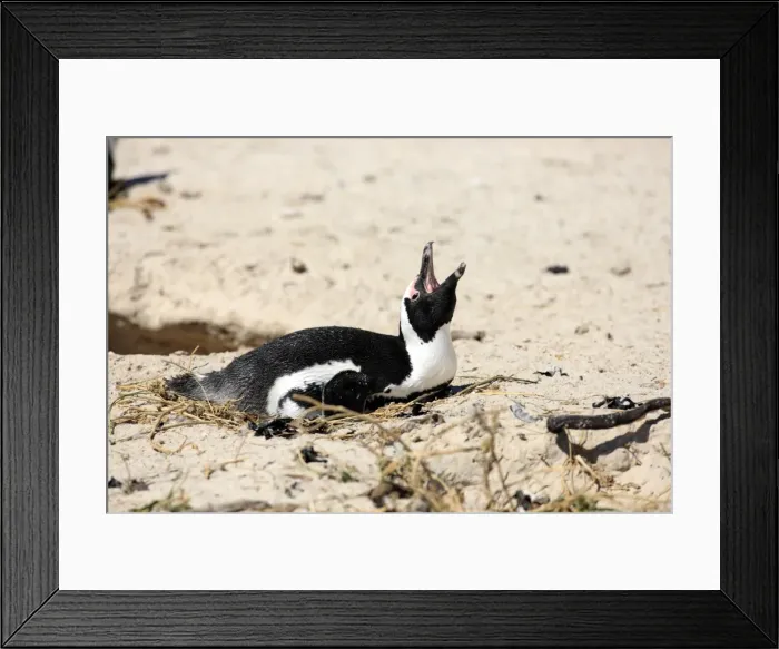 Framed Print : Jackass Penguin, Black-footed Penguin or African Penguin -Spheniscus demersus-, incubating eggs, Boulder, Simons Town, Western Cape, South Africa Framed Print : Jackass Penguin, Black-footed Penguin or African Penguin -Spheniscus demersus-, incubating eggs, Boulder, Simons Town, Western Cape, South Africa