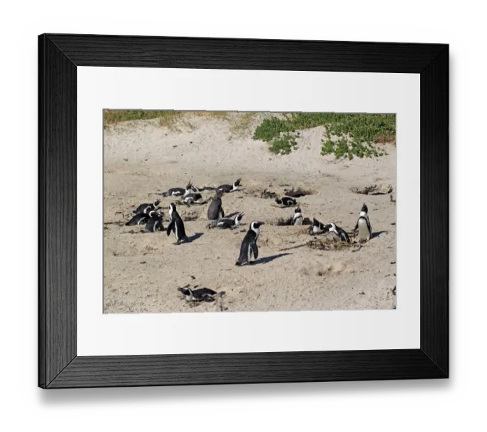 Framed Print : Jackass Penguin, Black-footed Penguin or African Penguin -Spheniscus demersus-, breeding colony on the beach, Boulder, Simons Town, Western Cape, South Africa Framed Print : Jackass Penguin, Black-footed Penguin or African Penguin -Spheniscus demersus-, breeding colony on the beach, Boulder, Simons Town, Western Cape, South Africa