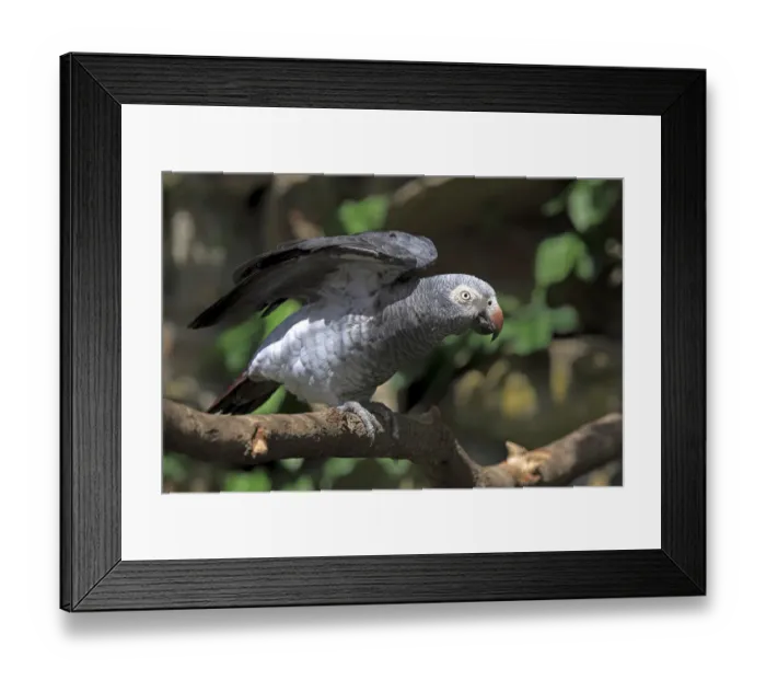 Framed Print : African Grey Parrot -Psittacus erithacus- sitting on a tree and spreading its wings, native to West Africa, captive, Heidelberg, Baden-Wurttemberg, Germany Framed Print : African Grey Parrot -Psittacus erithacus- sitting on a tree and spreading its wings, native to West Africa, captive, Heidelberg, Baden-Wurttemberg, Germany