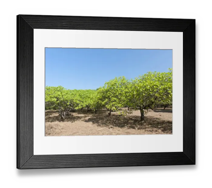 Framed Print : Cashew -Anacardium occidentale- trees on a plantation, cultivation of cashew nuts, Ko Phayam, Provinz Ranong, Thailand