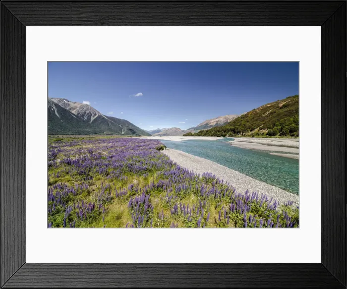 Framed Print : Lupines -Lupinus- on the Waimakariri River, Craigieburn Range, Canterbury, South Island, New Zealand, Oceania Framed Print : Lupines -Lupinus- on the Waimakariri River, Craigieburn Range, Canterbury, South Island, New Zealand, Oceania