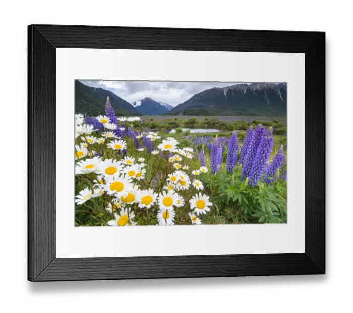 Framed Print : Lupins -Lupinus sp. - and Daisies -Leucanthemum sp. -, in front of a mountain range at Arthurs Pass, South Island, New Zealand Framed Print : Lupins -Lupinus sp. - and Daisies -Leucanthemum sp. -, in front of a mountain range at Arthurs Pass, South Island, New Zealand