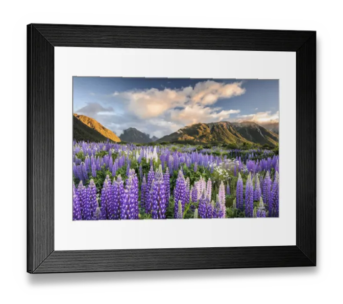 Framed Print : Lupines -Lupinus-, Craigieburn Range, Canterbury, South Island, New Zealand, Oceania - IMPORTANT Non-exclusive usage, retail calendar, Jan 1, 2016 - Dec. 31, 2016, territory Germany, Austria, Switzerland - Framed Print : Lupines -Lupinus-, Craigieburn Range, Canterbury, South Island, New Zealand, Oceania - IMPORTANT Non-exclusive usage, retail calendar, Jan 1, 2016 - Dec. 31, 2016, territory Germany, Austria, Switzerland -