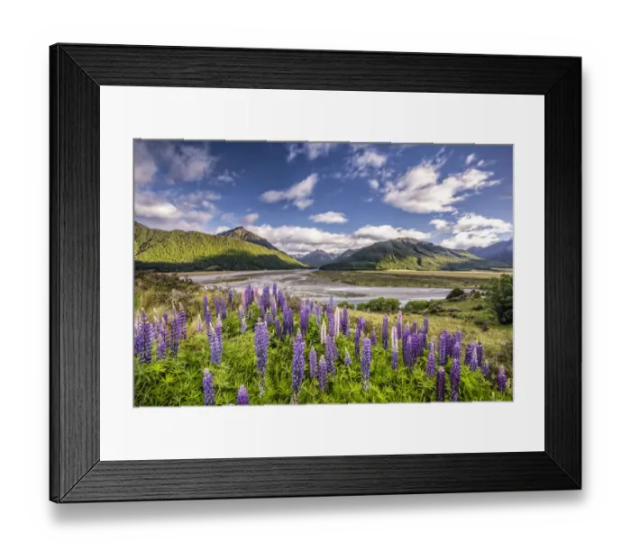 Framed Print : Lupines -Lupinus- on the Waimakariri River, Craigieburn Range, Canterbury, South Island, New Zealand, Oceania Framed Print : Lupines -Lupinus- on the Waimakariri River, Craigieburn Range, Canterbury, South Island, New Zealand, Oceania
