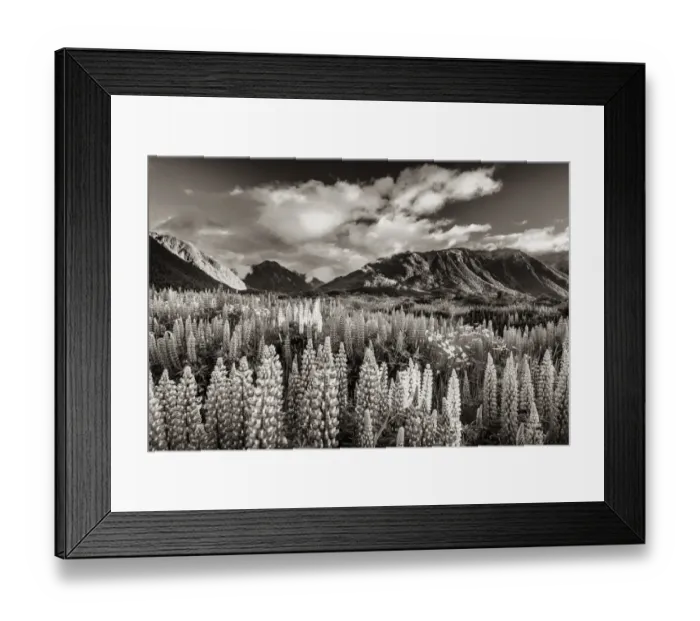 Framed Print : Lupins -Lupinus- at Arthurs Pass, black and white with a sepia tint, South Island, New Zealand, Oceania Framed Print : Lupins -Lupinus- at Arthurs Pass, black and white with a sepia tint, South Island, New Zealand, Oceania