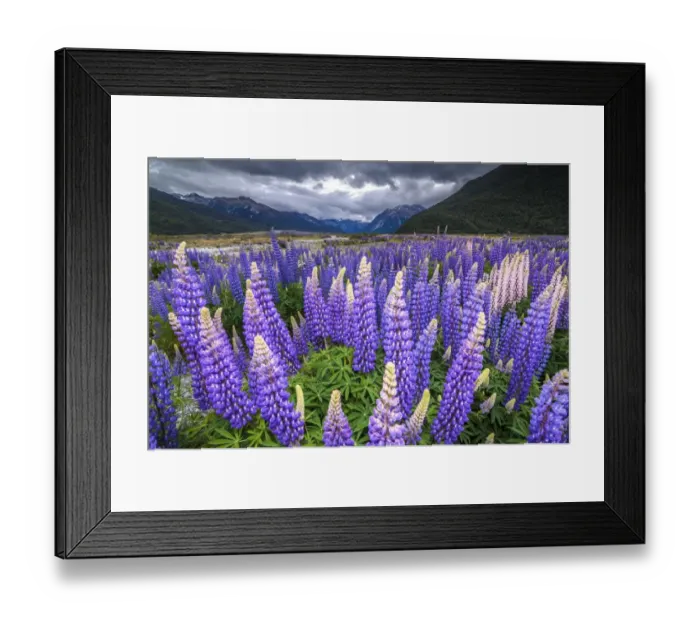 Framed Print : Purple lupins with pink tips -Lupinus- at Arthurs Pass National Park, vast valley at back, South Island, New Zealand, Oceania Framed Print : Purple lupins with pink tips -Lupinus- at Arthurs Pass National Park, vast valley at back, South Island, New Zealand, Oceania