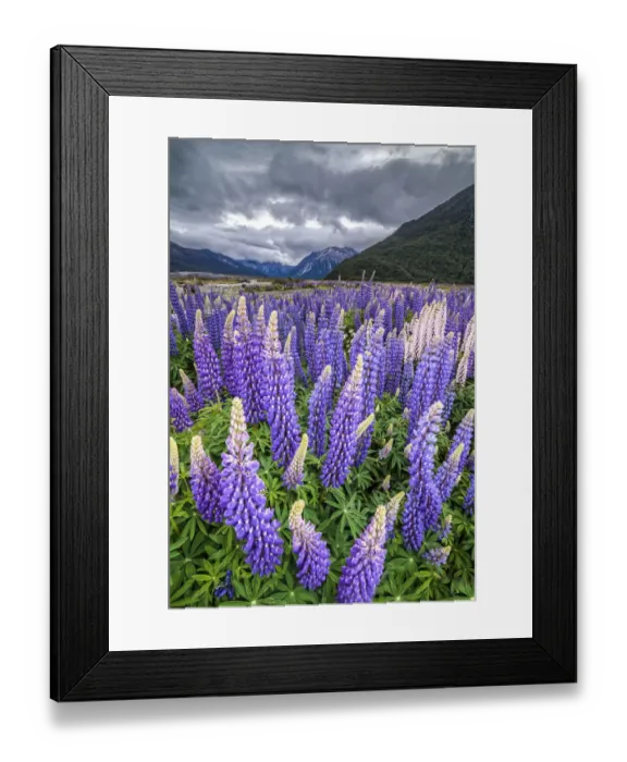 Framed Print : Purple lupins with pink tips -Lupinus- at Arthurs Pass National Park, vast valley at back, South Island, New Zealand, Oceania Framed Print : Purple lupins with pink tips -Lupinus- at Arthurs Pass National Park, vast valley at back, South Island, New Zealand, Oceania