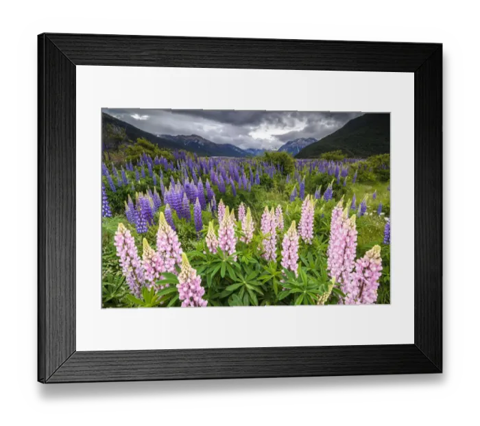 Framed Print : Pink and purple lupins -Lupinus-, at Arthurs Pass National Park, vast valley at back, South Island, New Zealand, Oceania Framed Print : Pink and purple lupins -Lupinus-, at Arthurs Pass National Park, vast valley at back, South Island, New Zealand, Oceania
