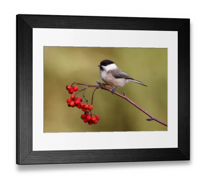 Framed Print : Willow Tit -Parus montanus- perched on a branch with red berries, Rowan or Mountain Ash -Sorbus aucuparia-, Neunkirchen, Siegerland district, North Rhine-Westphalia, Germany, Europe Framed Print : Willow Tit -Parus montanus- perched on a branch with red berries, Rowan or Mountain Ash -Sorbus aucuparia-, Neunkirchen, Siegerland district, North Rhine-Westphalia, Germany, Europe