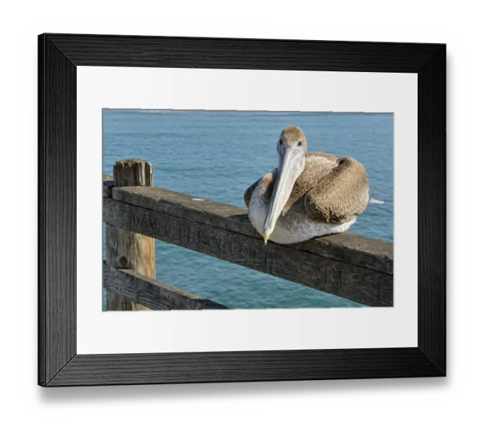 Framed Print : Brown Pelican -Pelecanus occidentalis-, Oceanside, San Diego, California, United States Framed Print : Brown Pelican -Pelecanus occidentalis-, Oceanside, San Diego, California, United States