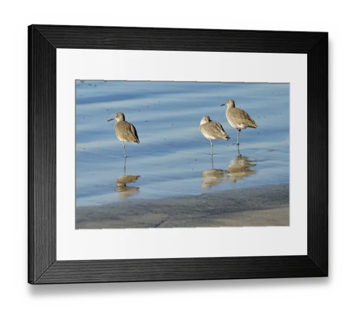 Framed Print : Willets -Tringa semipalmata- in the intertidal zone, Oceanside, San Diego, California, United States Framed Print : Willets -Tringa semipalmata- in the intertidal zone, Oceanside, San Diego, California, United States
