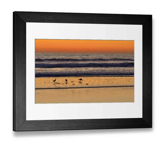 Framed Print : Marbled Godwits -Limosa fedoa- at sunset on the Pacific Coast, Oceanside, San Diego, California, United States Framed Print : Marbled Godwits -Limosa fedoa- at sunset on the Pacific Coast, Oceanside, San Diego, California, United States