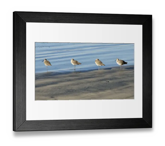 Framed Print : Willets -Tringa semipalmata- in the intertidal zone, Oceanside, San Diego, California, United States Framed Print : Willets -Tringa semipalmata- in the intertidal zone, Oceanside, San Diego, California, United States