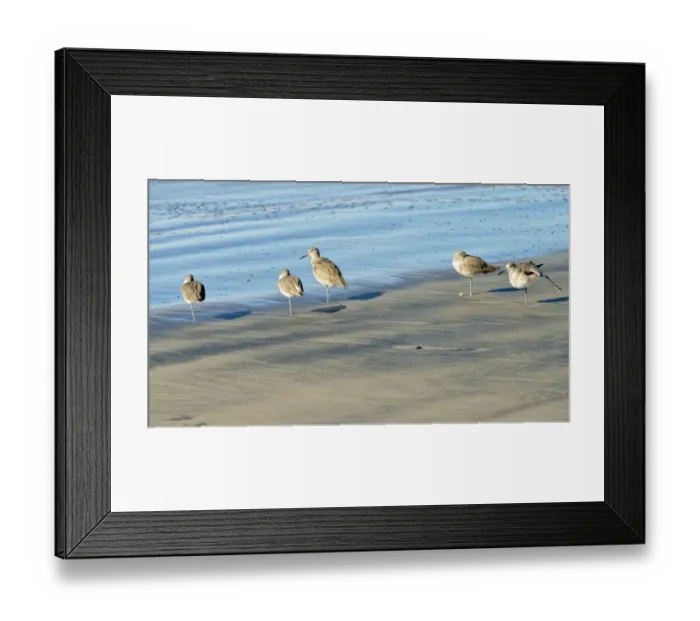 Framed Print : Willets -Tringa semipalmata- in the intertidal zone, Oceanside, San Diego, California, United States Framed Print : Willets -Tringa semipalmata- in the intertidal zone, Oceanside, San Diego, California, United States