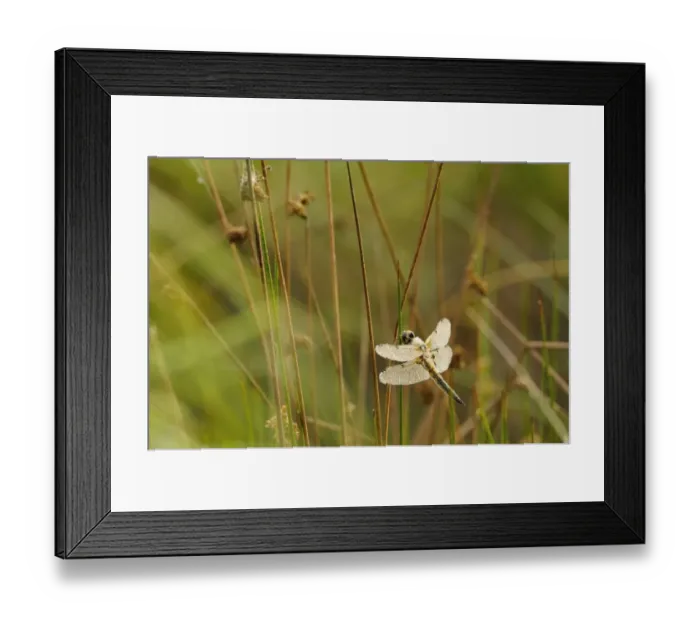 Framed Print : Four-spotted Chaser -Libellula quadrimaculata- covered with dew, North Rhine-Westphalia, Germany Framed Print : Four-spotted Chaser -Libellula quadrimaculata- covered with dew, North Rhine-Westphalia, Germany