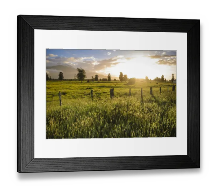 Framed Print : Pasture at sunset, South Island, New Zealand Framed Print : Pasture at sunset, South Island, New Zealand