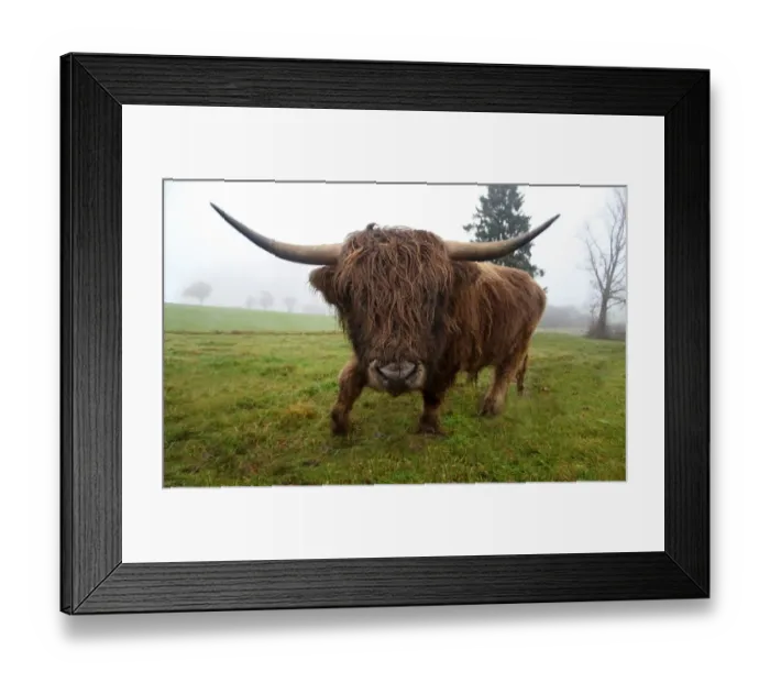 Framed Print : Scottish Highland cattle -Bos primigenius f. taurus-, Allgaeu, Bavaria, Germany, Europe Framed Print : Scottish Highland cattle -Bos primigenius f. taurus-, Allgaeu, Bavaria, Germany, Europe