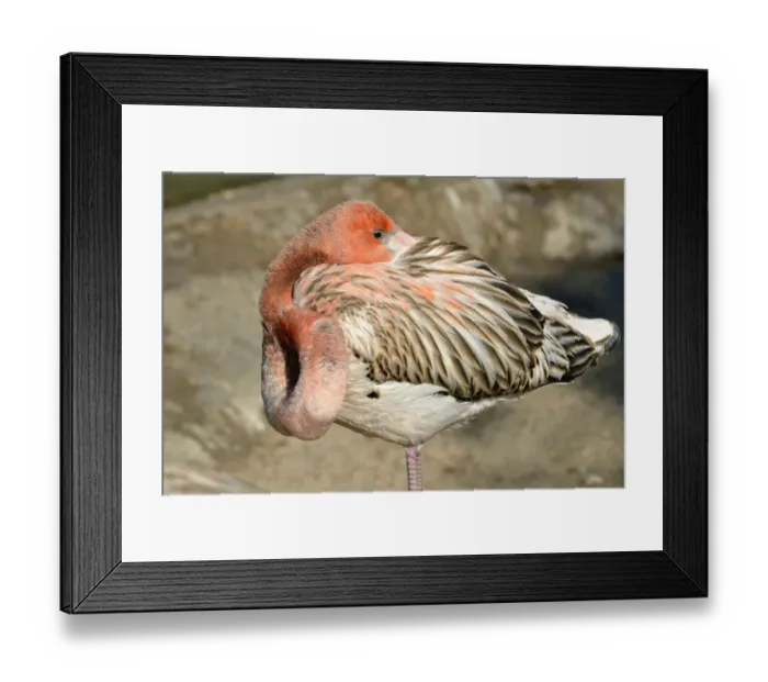 Framed Print : American Flamingo -Phoenicopterus ruber ruber-, young in sleeping position, captive, California, United States Framed Print : American Flamingo -Phoenicopterus ruber ruber-, young in sleeping position, captive, California, United States