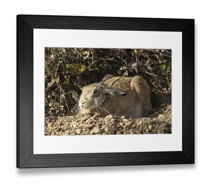 Framed Print : Hare -Lepus europaeus- in shallow depression or form on the ground, Allgaeu, Bavaria, Germany, Europe Framed Print : Hare -Lepus europaeus- in shallow depression or form on the ground, Allgaeu, Bavaria, Germany, Europe
