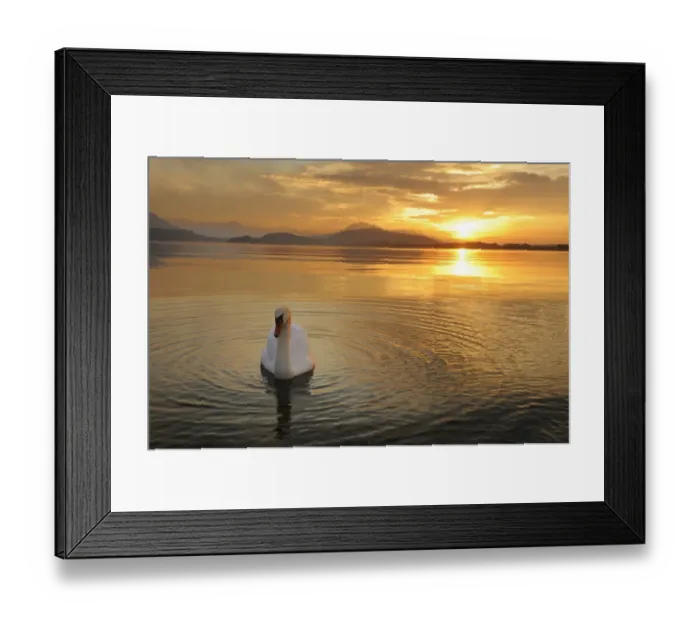 Framed Print : Sunset on Lake Zug with mute swan -Cygnus olor-, Canton of Zug, Central Switzerland, Switzerland, Europe Framed Print : Sunset on Lake Zug with mute swan -Cygnus olor-, Canton of Zug, Central Switzerland, Switzerland, Europe