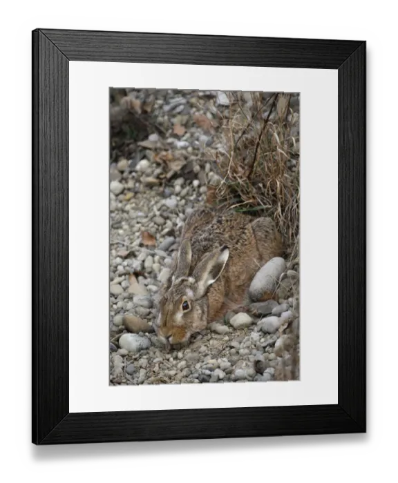 Framed Print : European Hare -Lepus europaeus- crouched in a shallow form, Allgaeu, Bavaria, Germany, Europe Framed Print : European Hare -Lepus europaeus- crouched in a shallow form, Allgaeu, Bavaria, Germany, Europe