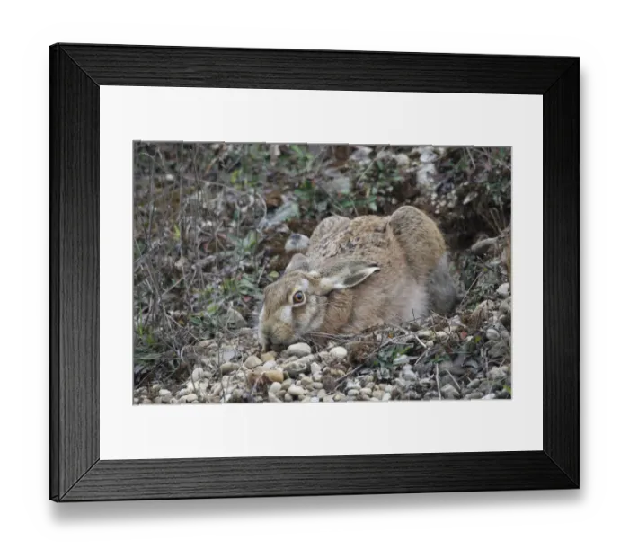 Framed Print : European Hare -Lepus europaeus- crouched in a shallow form, Allgaeu, Bavaria, Germany, Europe Framed Print : European Hare -Lepus europaeus- crouched in a shallow form, Allgaeu, Bavaria, Germany, Europe