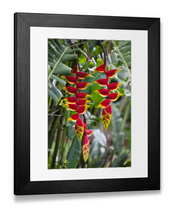 Framed Print : Lobster Claw, False-bird-of-paradise -Heliconia rostrata-, Atherton Tablelands, Queensland, Australia Framed Print : Lobster Claw, False-bird-of-paradise -Heliconia rostrata-, Atherton Tablelands, Queensland, Australia