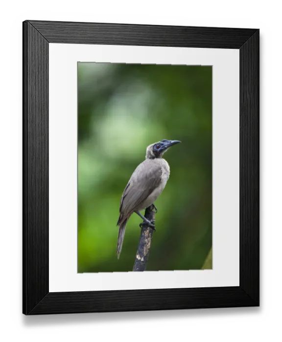 Framed Print : Helmeted Friarbird -Philemon buceroides-, Queensland, Australia Framed Print : Helmeted Friarbird -Philemon buceroides-, Queensland, Australia