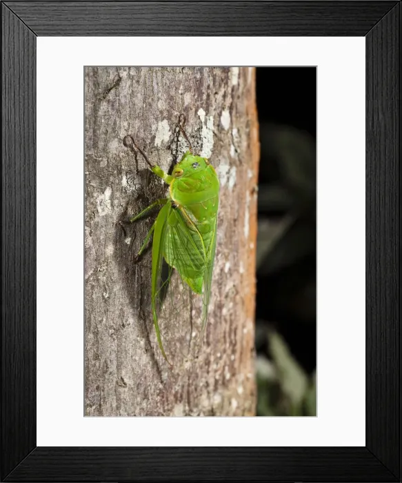 Framed Print : Green cicada in the rainforest, Atherton Tablelands, Queensland, Australia