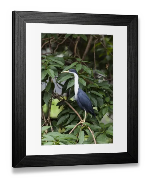 Framed Print : Pied Heron -Egretta Picata-, Queensland, Australia Framed Print : Pied Heron -Egretta Picata-, Queensland, Australia