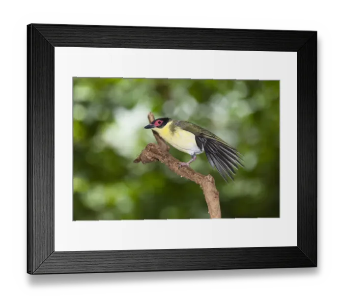 Framed Print : Figbird -Sphecotheres viridis-, male, stretching its wings, rainforest, Daintree National Park, northern Queensland, Australia