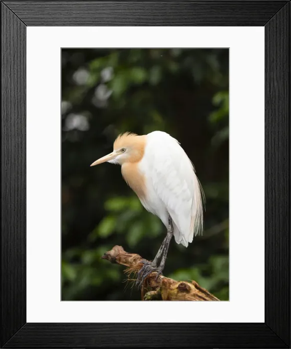 Framed Print : Cattle Egret -Bubulcus ibis coromandus-, Queensland, Australia Framed Print : Cattle Egret -Bubulcus ibis coromandus-, Queensland, Australia