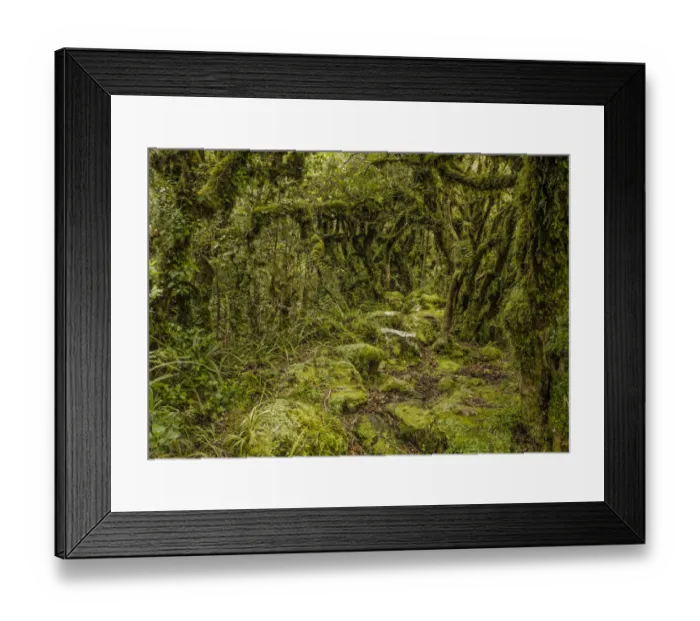 Framed Print : Hiking in the rainforest Mt Taranaki and Egmont National Park, North Island, New Zealand