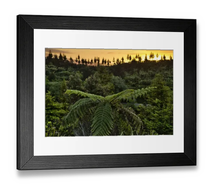 Framed Print : Tree ferns -Cyatheales-, subtropical vegetation, New Zealand Framed Print : Tree ferns -Cyatheales-, subtropical vegetation, New Zealand