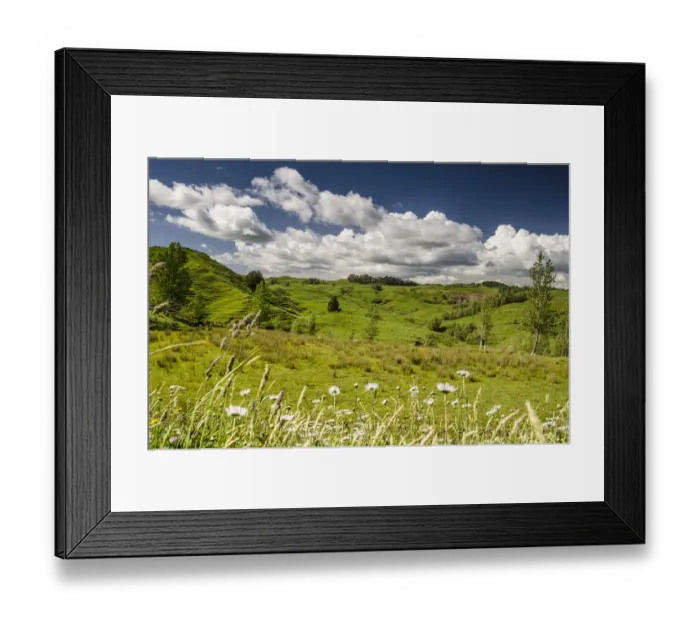 Framed Print : Sheep grazing meadow with flowers, North Island, New Zealand Framed Print : Sheep grazing meadow with flowers, North Island, New Zealand