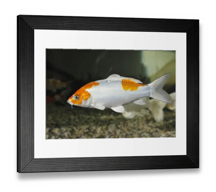 Framed Print : Koi, or Nishikigoi -Cyprinus carpio- in aquarium