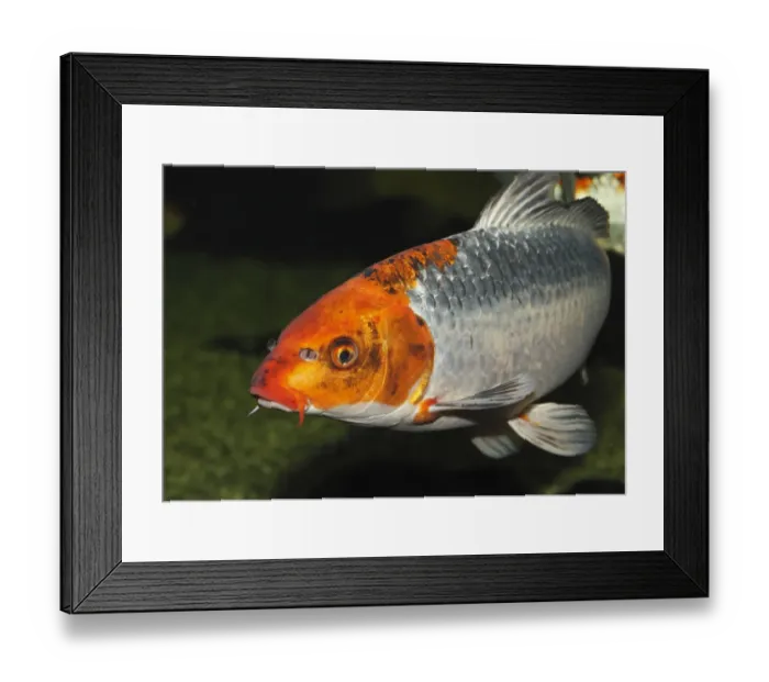 Framed Print : Koi, or Nishikigoi -Cyprinus carpio- in aquarium Framed Print : Koi, or Nishikigoi -Cyprinus carpio- in aquarium