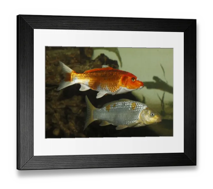 Framed Print : Koi, or Nishikigoi -Cyprinus carpio- in aquarium Framed Print : Koi, or Nishikigoi -Cyprinus carpio- in aquarium