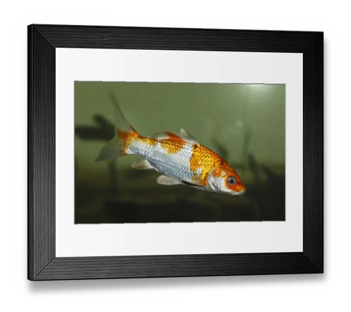 Framed Print : Koi, or Nishikigoi -Cyprinus carpio- in aquarium Framed Print : Koi, or Nishikigoi -Cyprinus carpio- in aquarium