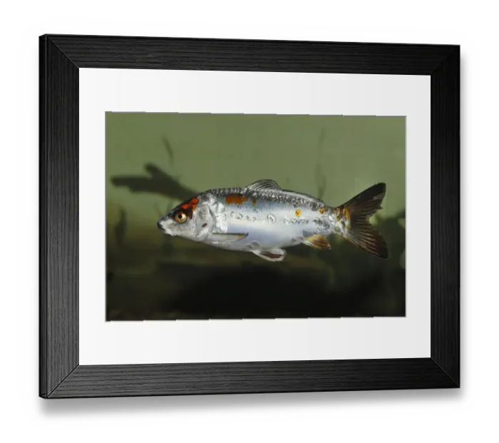 Framed Print : Koi, or Nishikigoi -Cyprinus carpio- in aquarium Framed Print : Koi, or Nishikigoi -Cyprinus carpio- in aquarium