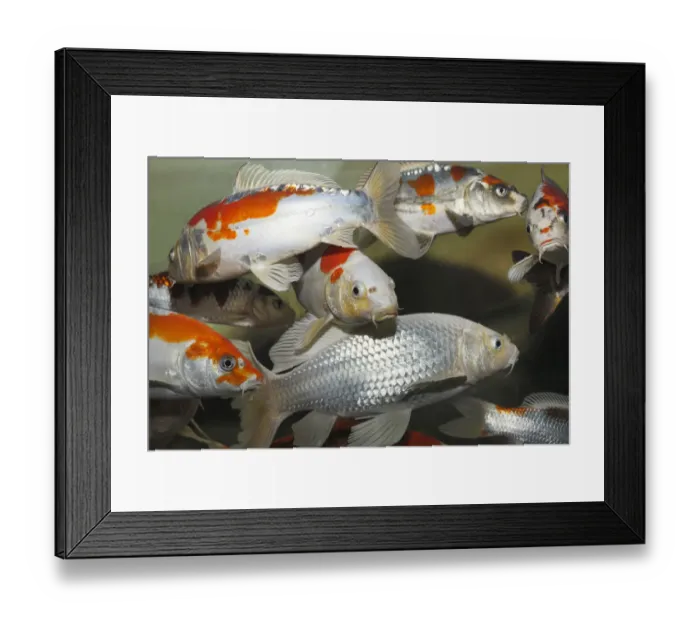 Framed Print : Koi, or Nishikigoi -Cyprinus carpio- in aquarium Framed Print : Koi, or Nishikigoi -Cyprinus carpio- in aquarium