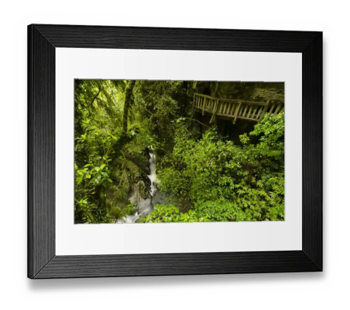 Framed Print : Wooden bridge on the trail to Natural Bridge, Te Anga region, North Island, New Zealand Framed Print : Wooden bridge on the trail to Natural Bridge, Te Anga region, North Island, New Zealand