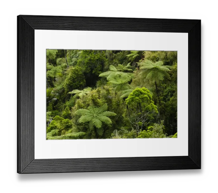 Framed Print : Rainforest vegetation, tree ferns, New Zealand