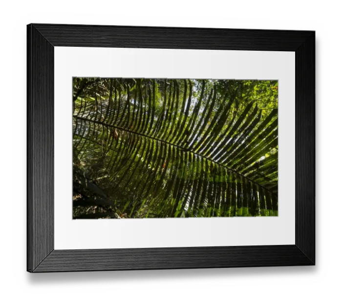 Framed Print : Palm fronds, palm tree, palm -Arecaceae, Palmae-, Umpang or Um Phang region, Tak Province, Thailand, Asia Framed Print : Palm fronds, palm tree, palm -Arecaceae, Palmae-, Umpang or Um Phang region, Tak Province, Thailand, Asia