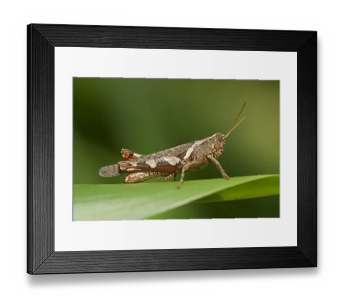 Framed Print : Short-horned Grasshopper -Xenocatantops humilis-, Thailand, Asia Framed Print : Short-horned Grasshopper -Xenocatantops humilis-, Thailand, Asia